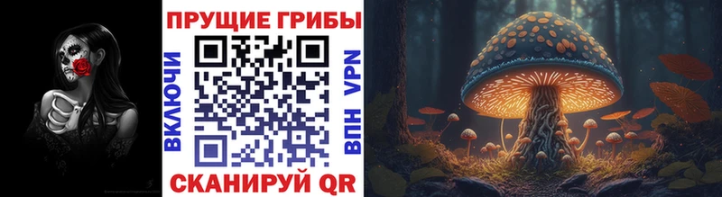 Псилоцибиновые грибы Cubensis сайты даркнета формула Пересвет